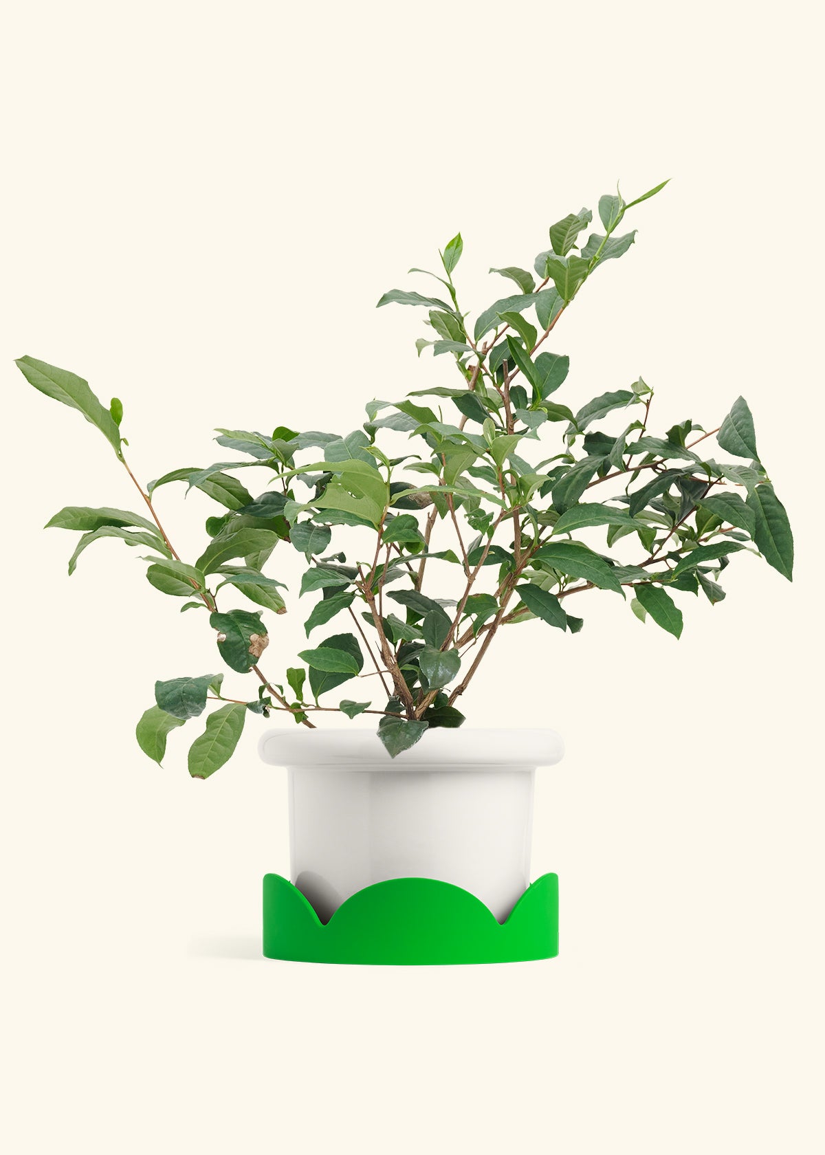 Tea Plant in a 7 inches Fat Lip White Planter in a Shamrock Petal Drip Tray