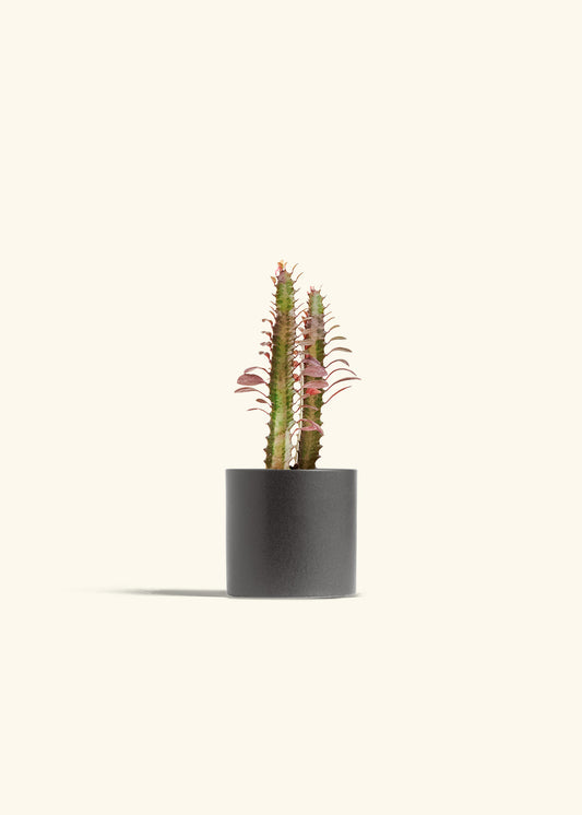 African Milk Tree in a 4 inches Charcoal Classic Cylinder Planter 