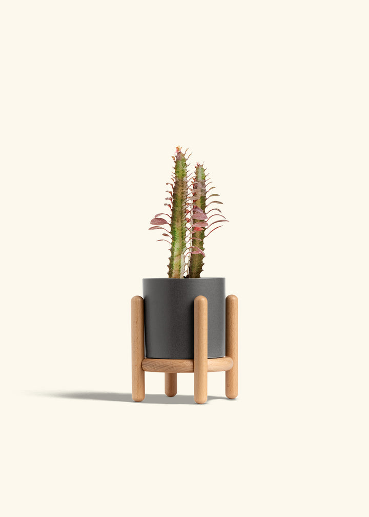 African Milk Tree in a 4 inches Charcoal Classic Cylinder Planter in a Beech Wood Stand