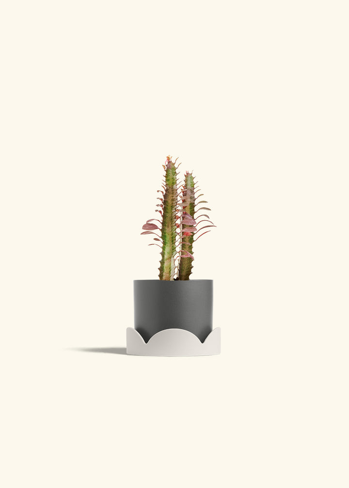 African Milk Tree in a 4 inches Charcoal Classic Cylinder Planter in a Oat Petal Drip Tray