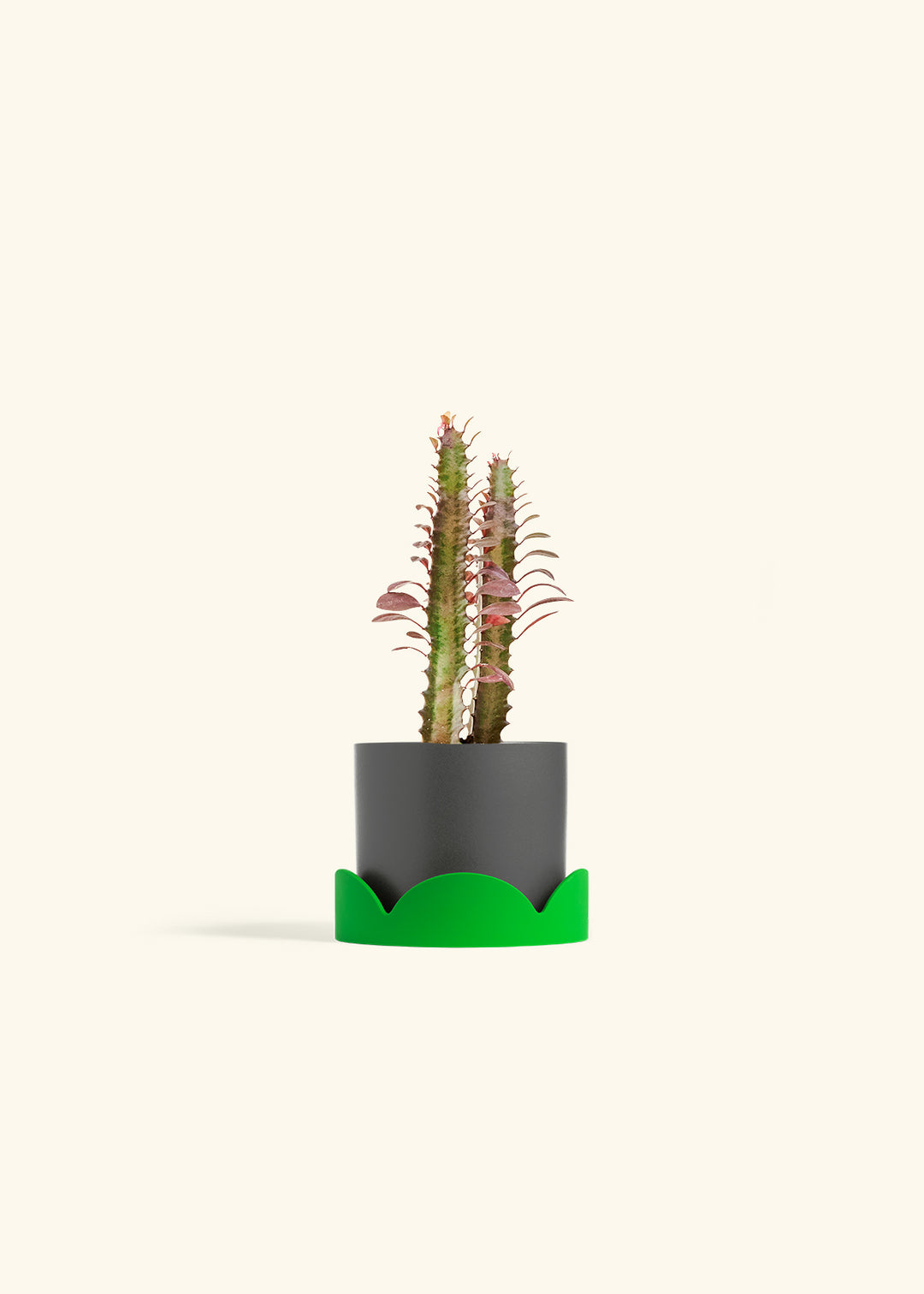 African Milk Tree in a 4 inches Charcoal Classic Cylinder Planter in a Shamrock Petal Drip Tray