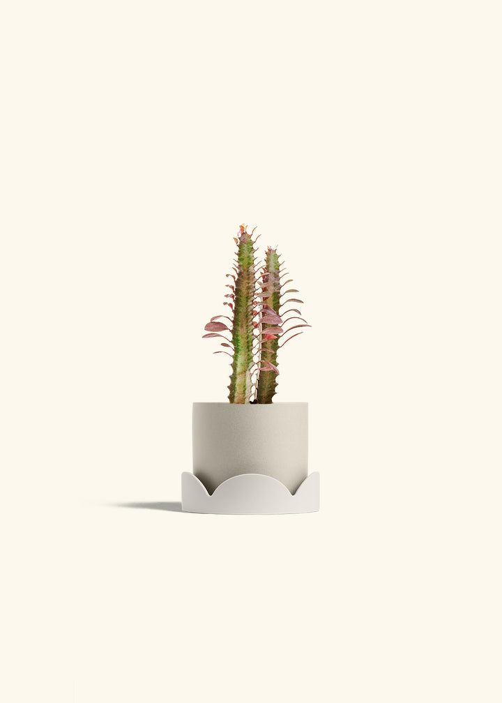 African Milk Tree in a 4 inches Oat Classic Cylinder Planter in a Oat Petal Drip Tray