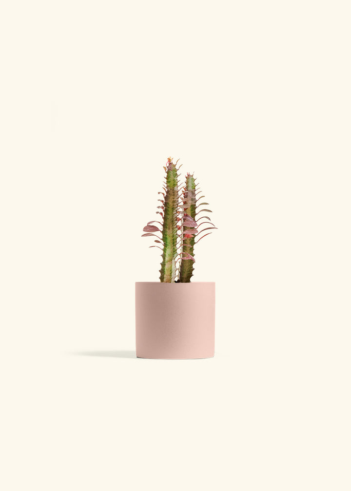 African Milk Tree in a 4 inches Pink Classic Cylinder Planter 
