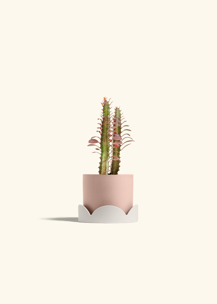 African Milk Tree in a 4 inches Pink Classic Cylinder Planter in a Oat Petal Drip Tray