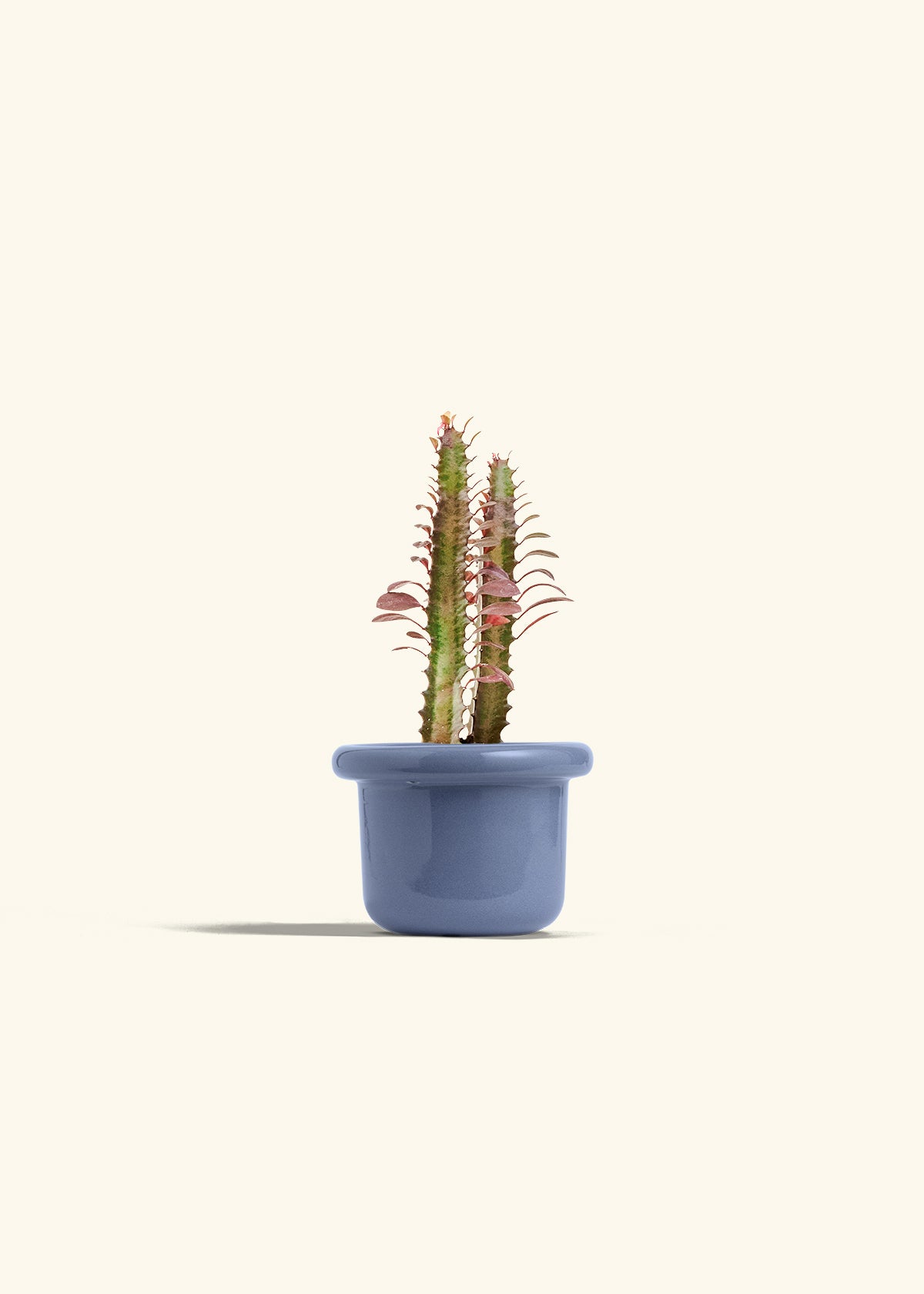 milk plant succulent African Milk Tree