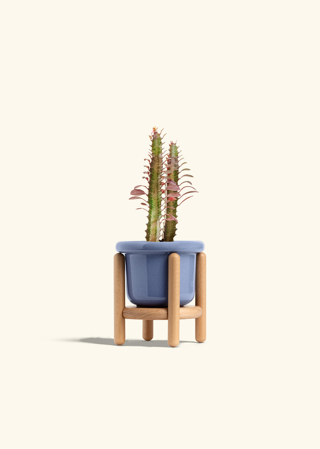 African Milk Tree in a 4 inches Fat Lip Blue Planter in a Beech Wood Stand