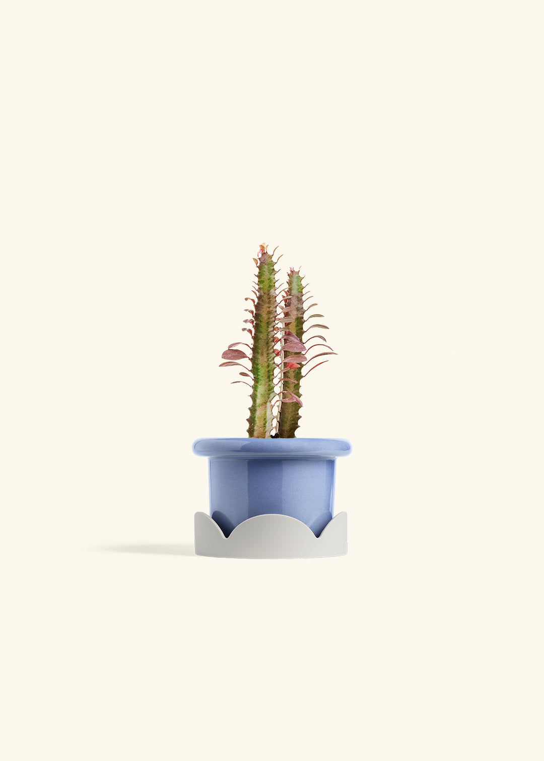 African Milk Tree in a 4 inches Fat Lip Blue Planter in a Oat Petal Drip Tray