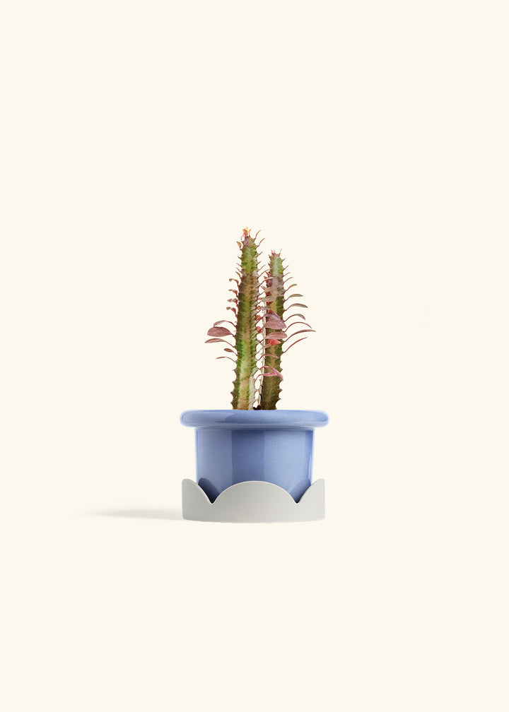 African Milk Tree in a 4 inches Fat Lip Blue Planter in a Oat Petal Drip Tray