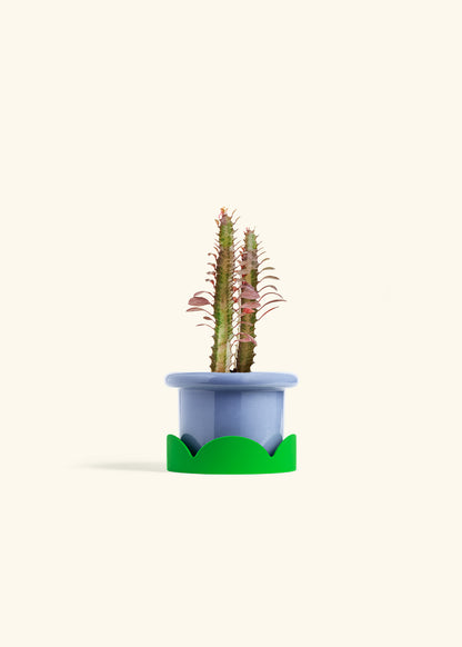 African Milk Tree in a 4 inches Fat Lip Blue Planter in a Shamrock Petal Drip Tray