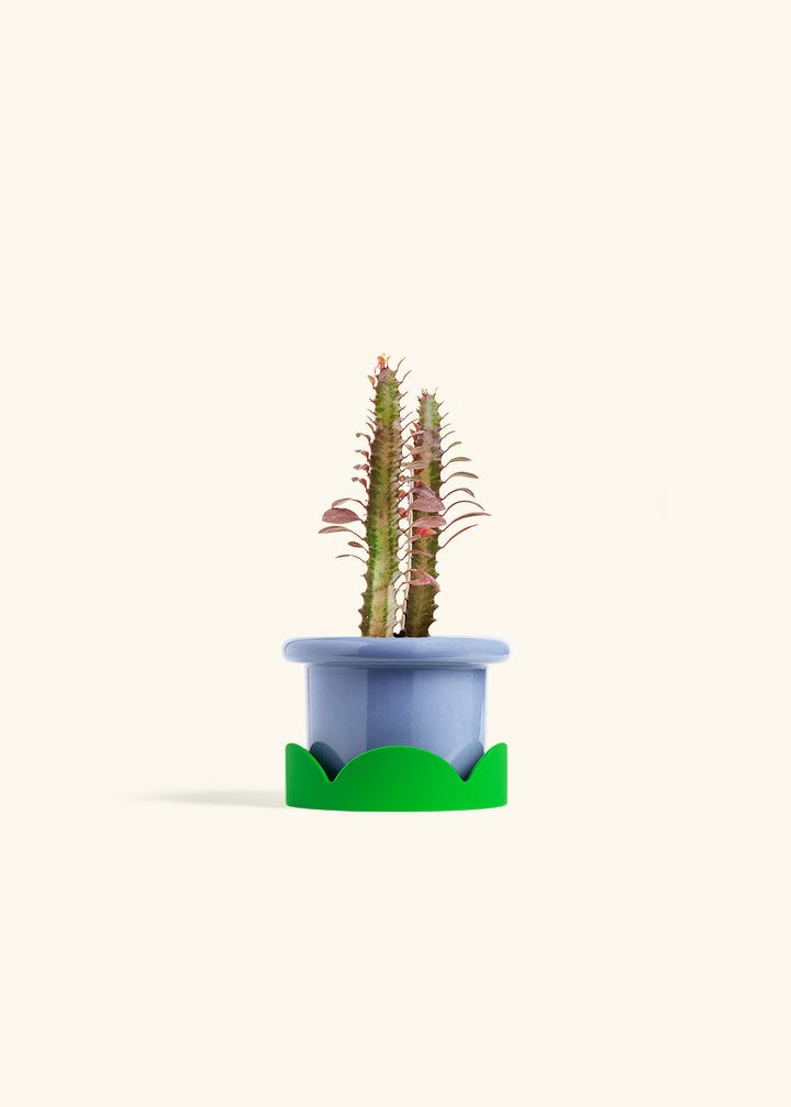 African Milk Tree in a 4 inches Fat Lip Blue Planter in a Shamrock Petal Drip Tray