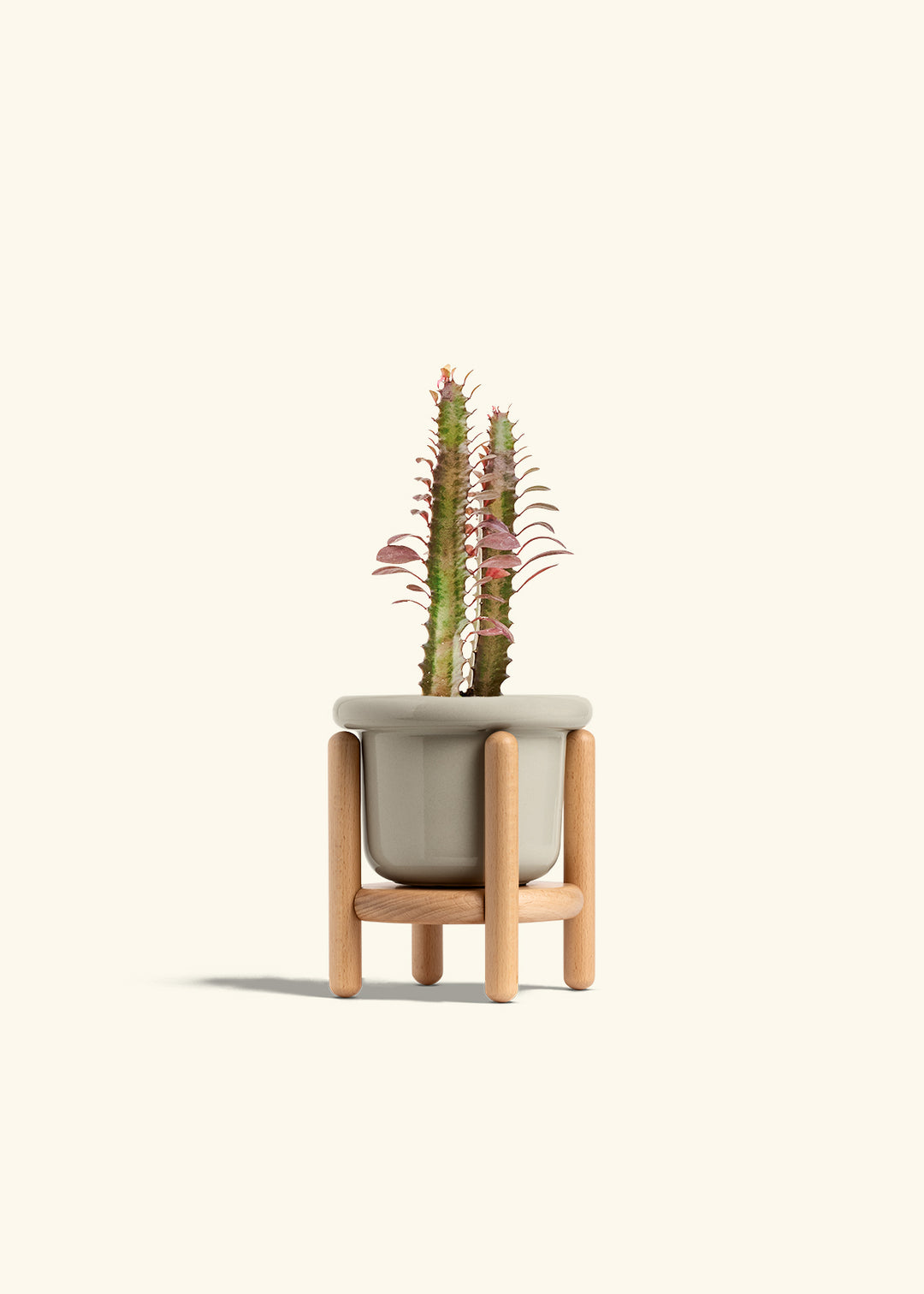 African Milk Tree in a 4 inches Fat Lip Red Planter in a Beech Wood Stand