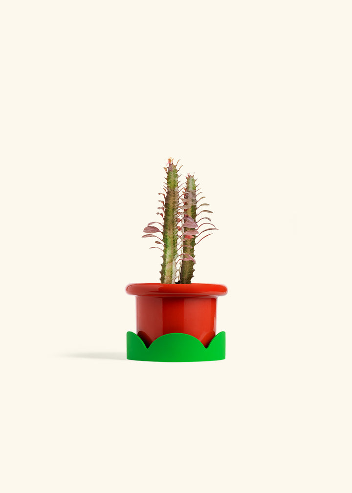African Milk Tree in a 4 inches Fat Lip Oat Planter in a Shamrock Petal Drip Tray