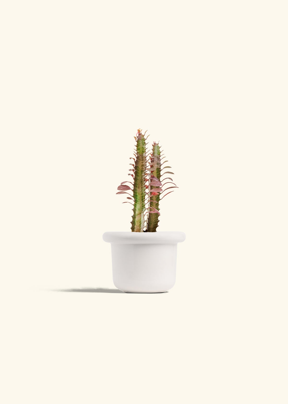 African Milk Tree in a 4 inches Fat Lip White Planter 