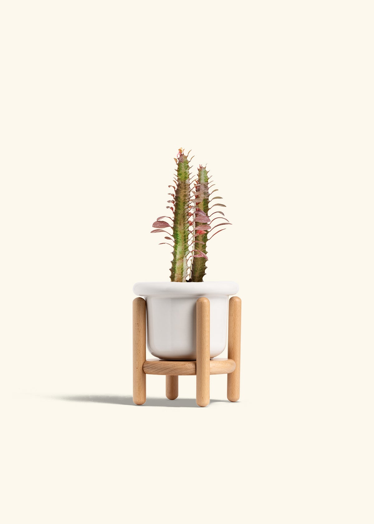milkbarn potted plants African Milk Tree – Hey Rooted