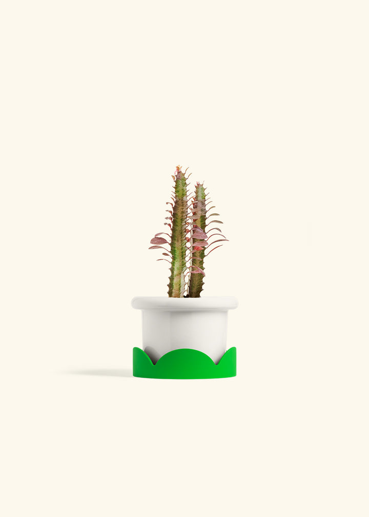 African Milk Tree in a 4 inches Fat Lip White Planter in a Shamrock Petal Drip Tray