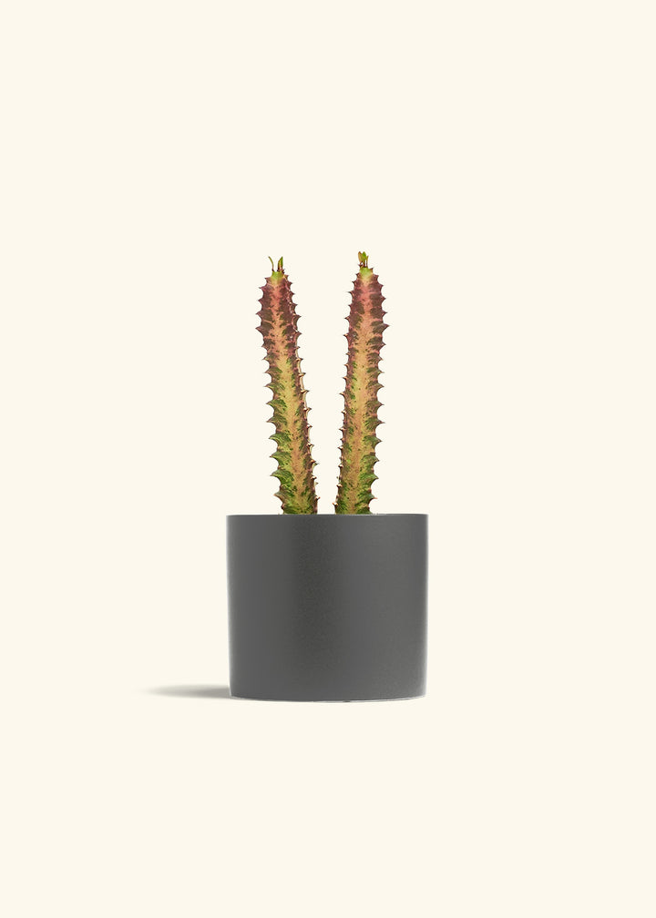African Milk Tree in a 6 inches Charcoal Classic Cylinder Planter 