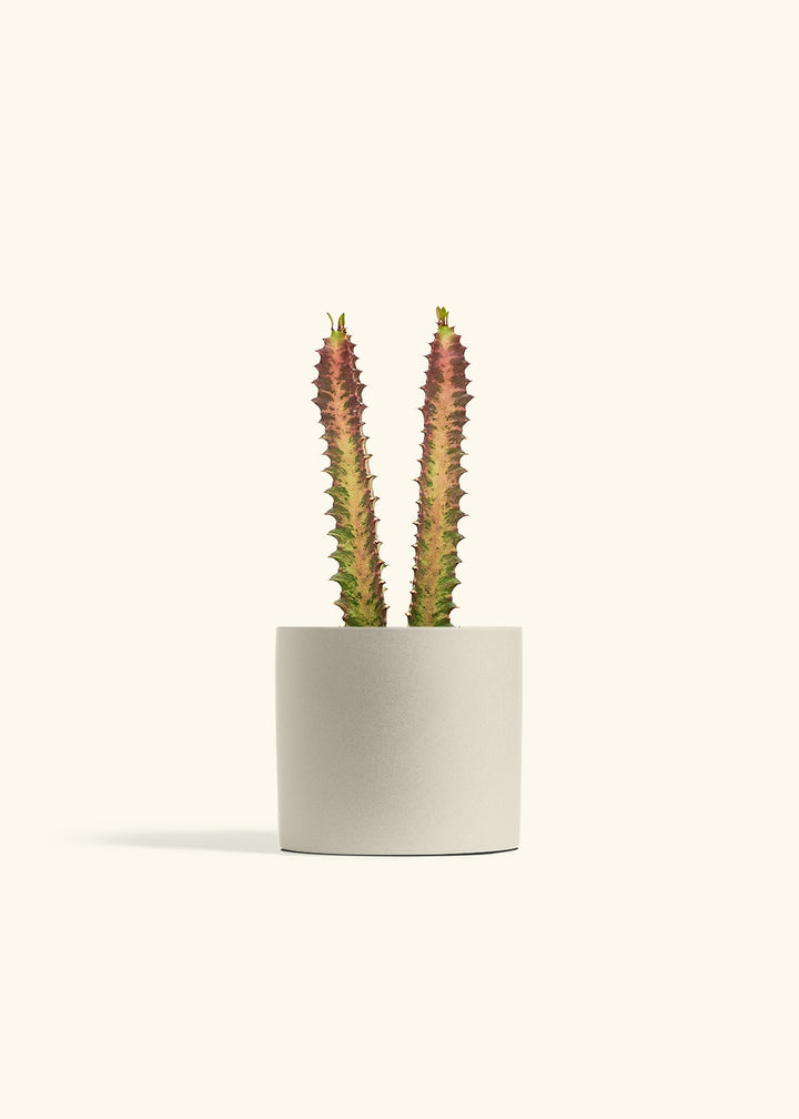 African Milk Tree in a 6 inches Oat Classic Cylinder Planter 