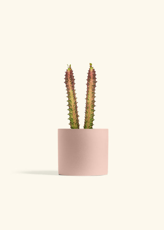 African Milk Tree in a 6 inches Pink Classic Cylinder Planter 