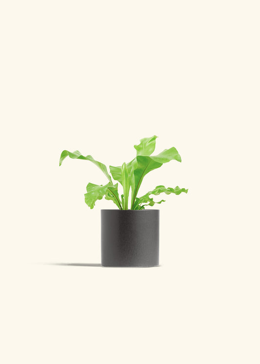 Bird's Nest Fern in a 4 inches Charcoal Classic Cylinder Planter 