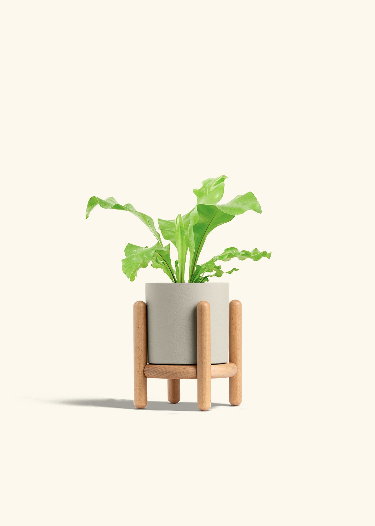 Bird's Nest Fern in a 4 inches Oat Classic Cylinder Planter 