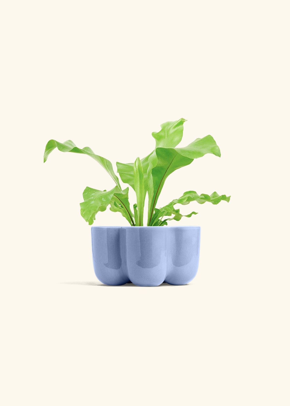 Bird's Nest Fern in a 4 inches in a Blue Petal Planter