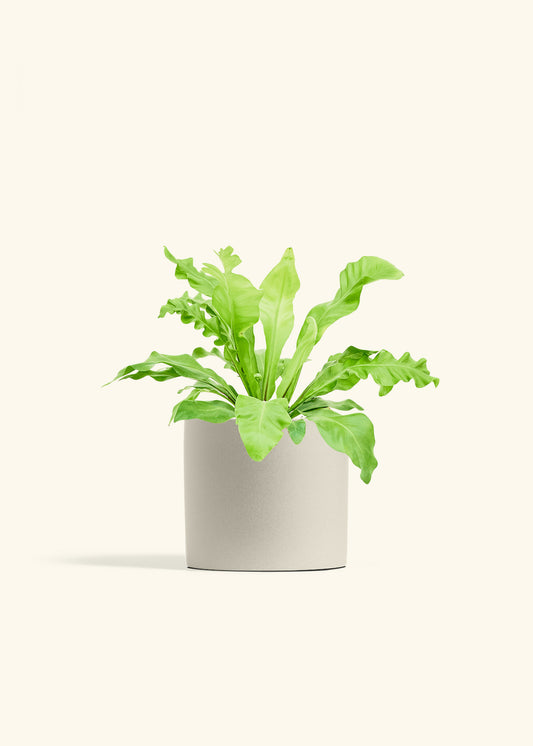 Bird's Nest Fern in a 6 inches Oat Classic Cylinder Planter 