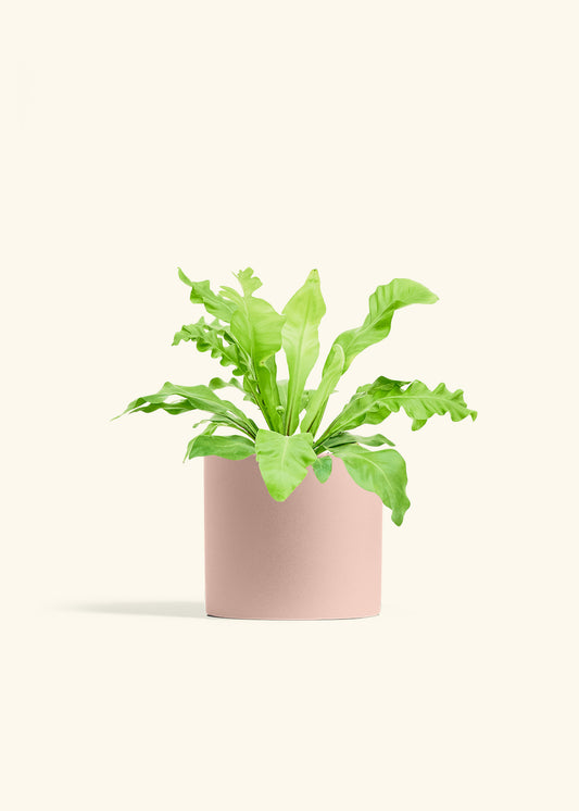 Bird's Nest Fern in a 6 inches Charcoal Classic Cylinder Planter 