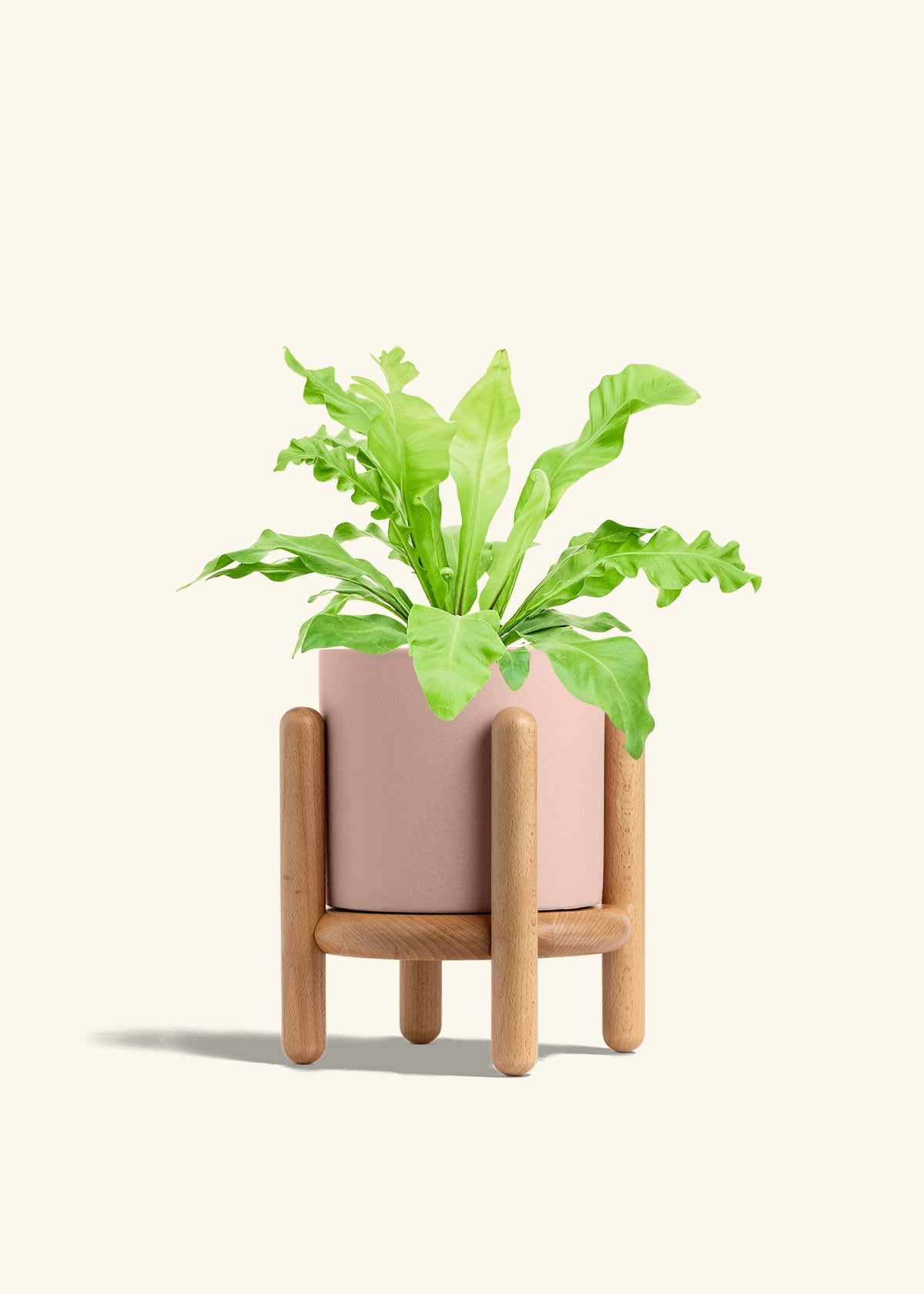 Bird's Nest Fern in a 6 inches Charcoal Classic Cylinder Planter in a Beech Wood Stand