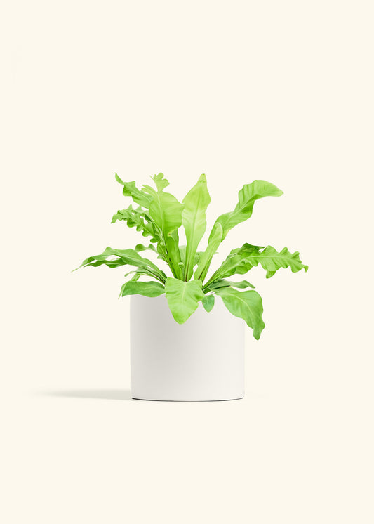 Bird's Nest Fern in a 6 inches White Classic Cylinder Planter 