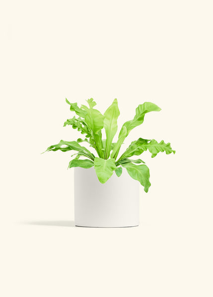 Bird's Nest Fern – Hey Rooted