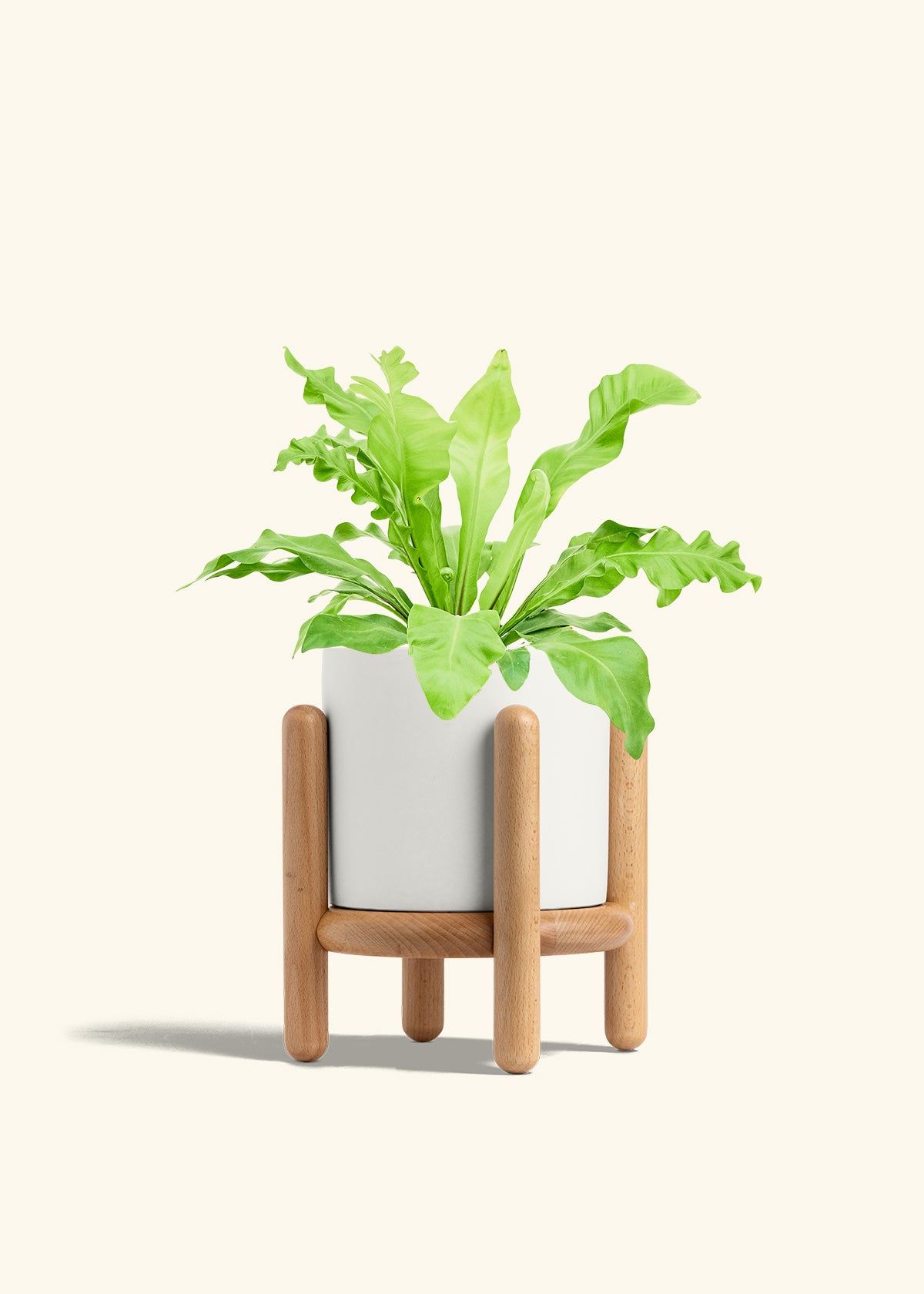 Bird's Nest Fern in a 6 inches White Classic Cylinder Planter in a Beech Wood Stand