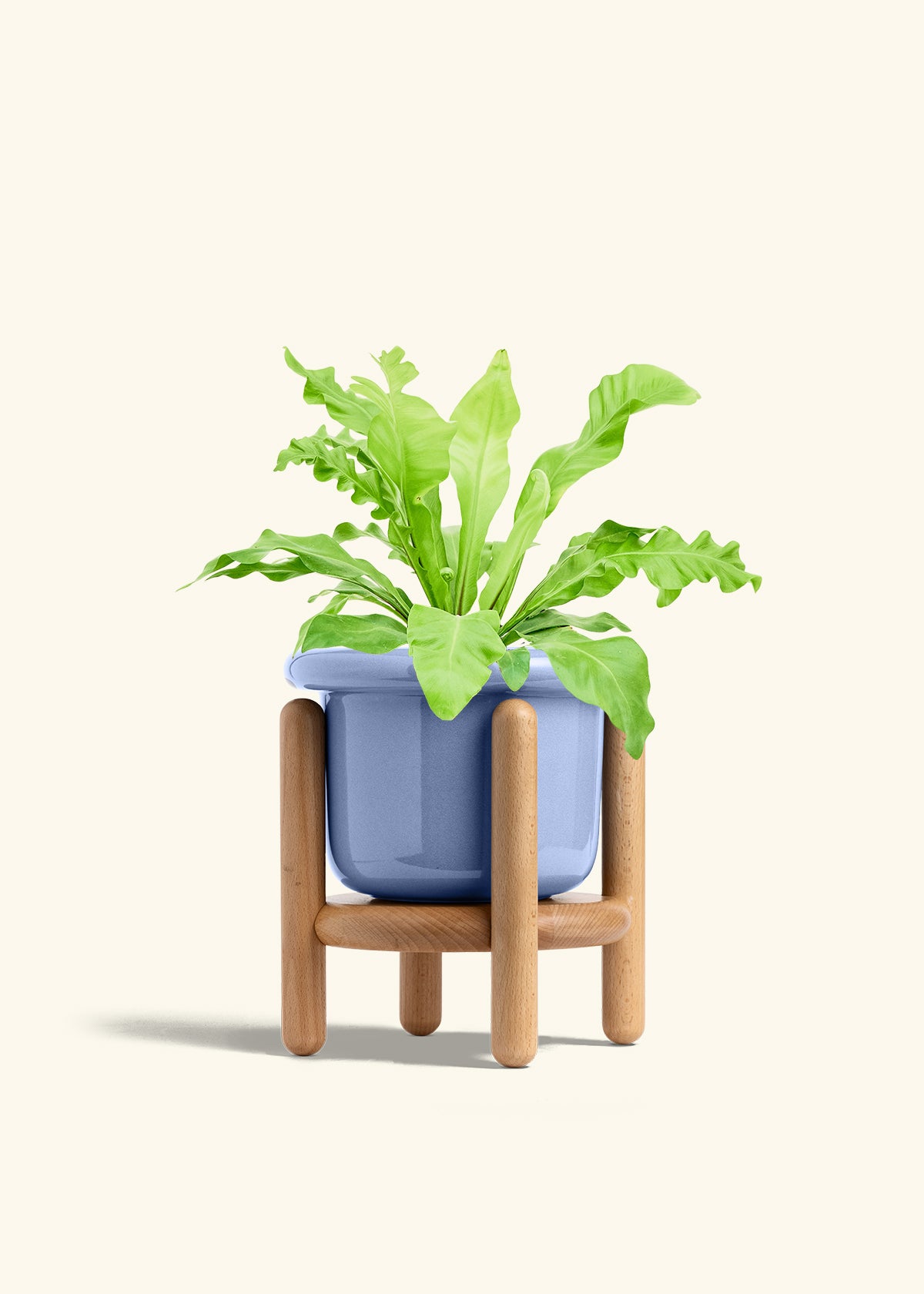 Bird's Nest Fern in a 6 inches Fat Lip Blue Planter in a Beech Wood Stand