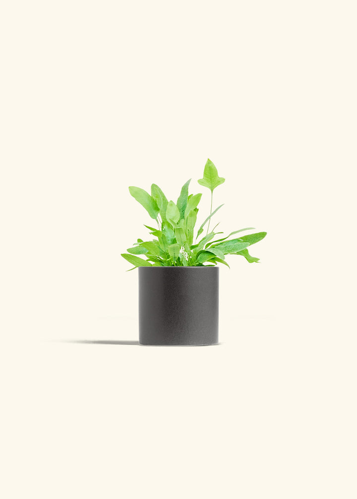 Blue Star Fern in a 4 inches Charcoal Classic Cylinder Planter 
