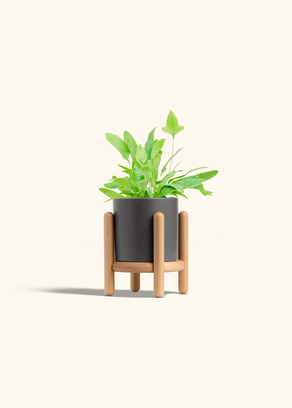 Blue Star Fern in a 4 inches Charcoal Classic Cylinder Planter in a Beech Wood Stand