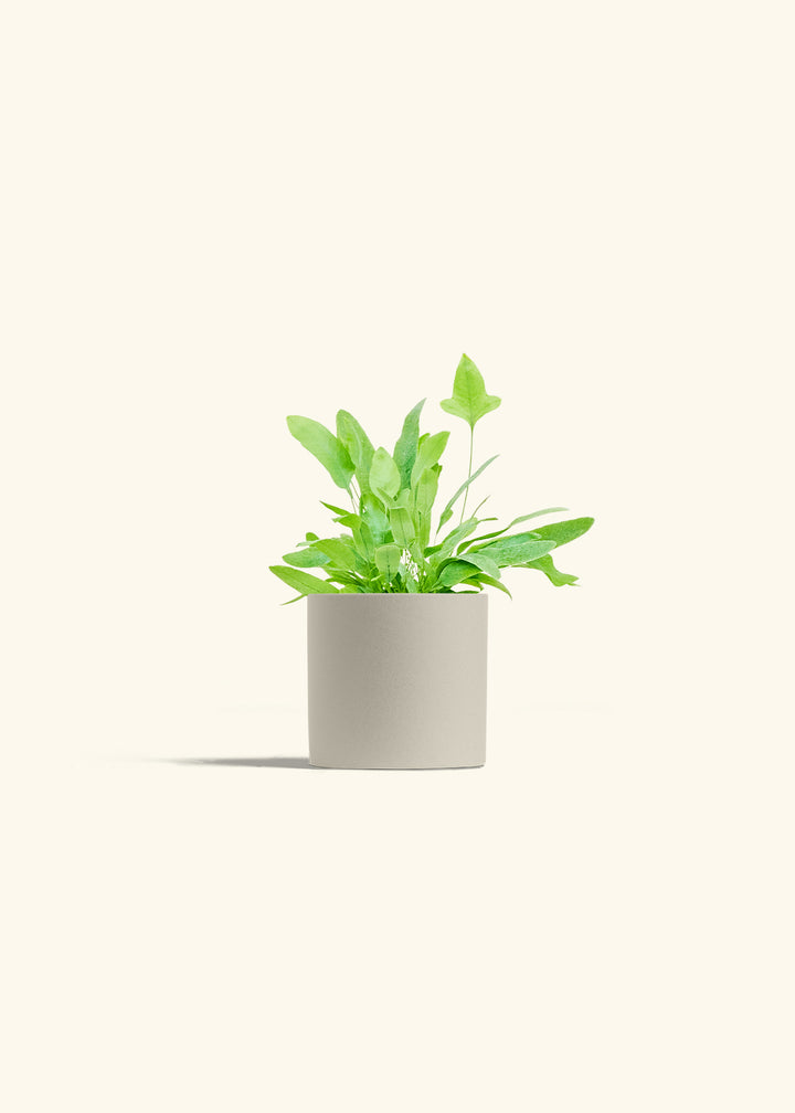 Blue Star Fern in a 4 inches Oat Classic Cylinder Planter 