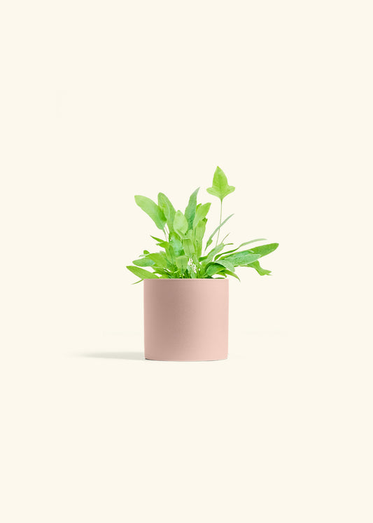 Blue Star Fern in a 4 inches Pink Classic Cylinder Planter 