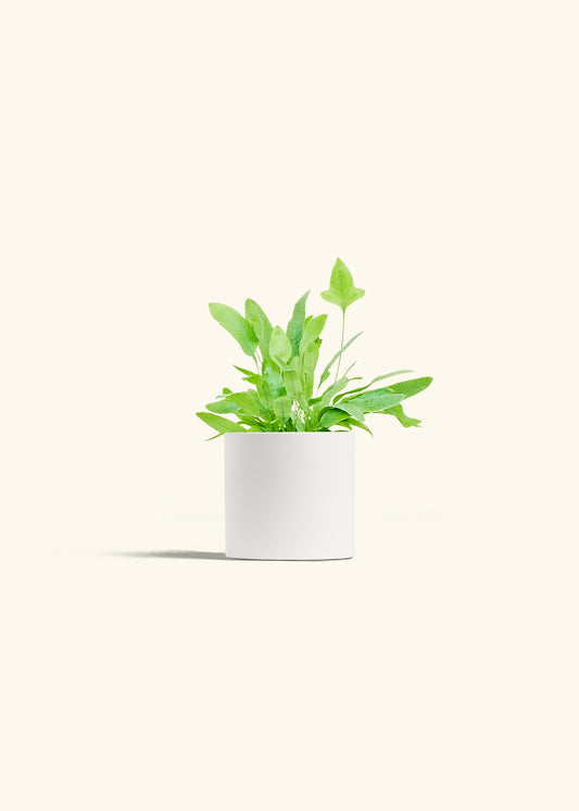 Blue Star Fern in a 4 inches White Classic Cylinder Planter 