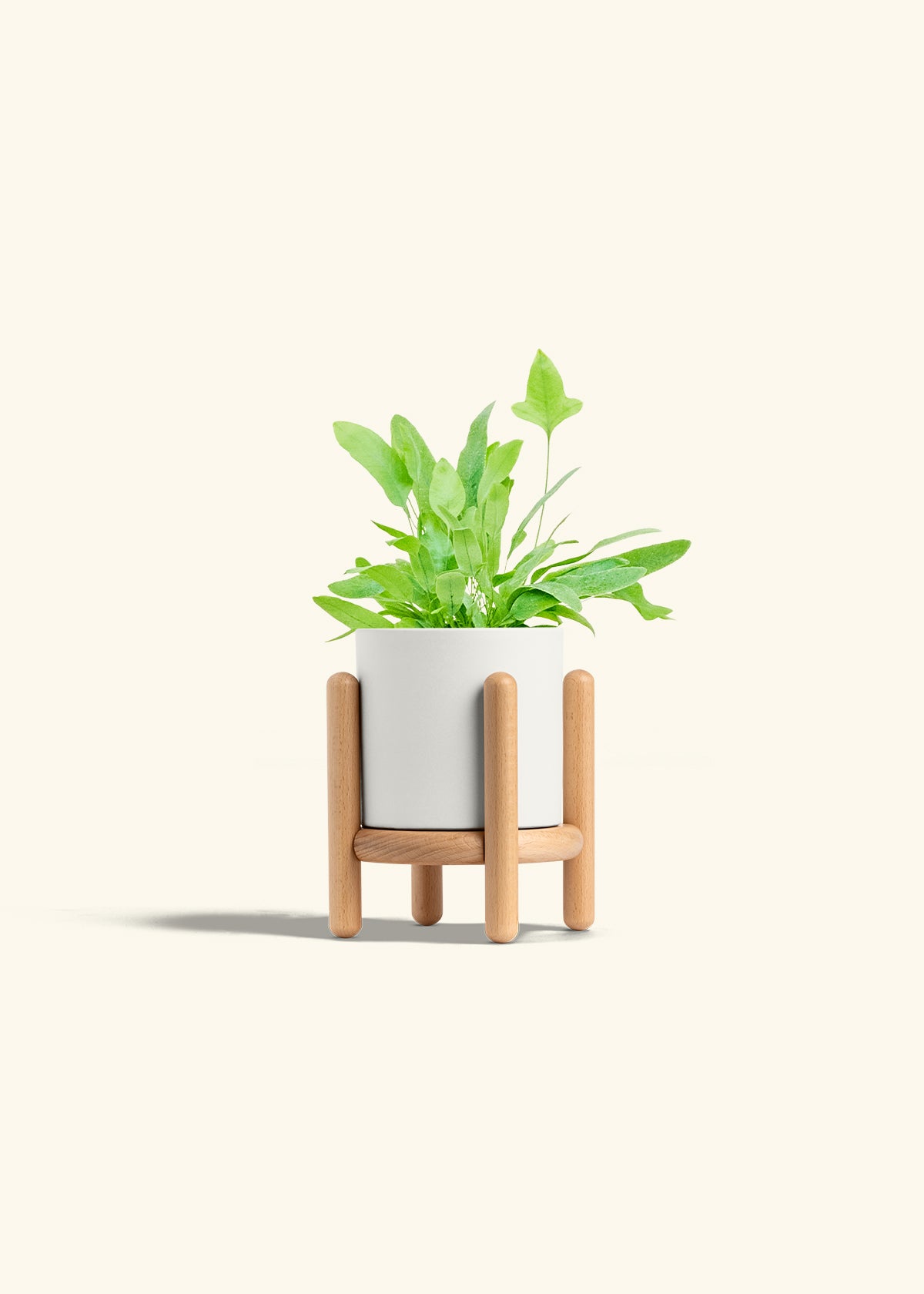 Blue Star Fern in a 4 inches White Classic Cylinder Planter in a Beech Wood Stand
