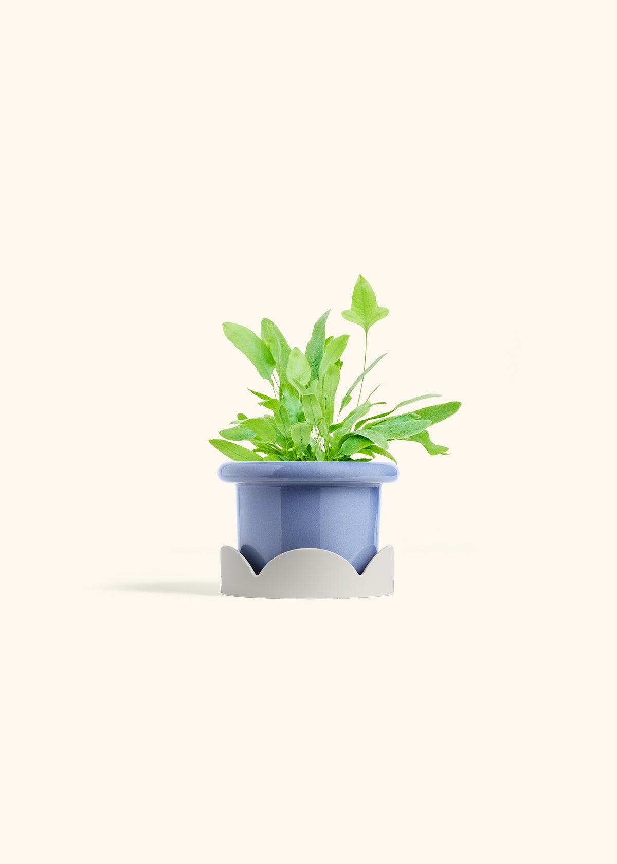 Blue Star Fern in a 4 inches Fat Lip Blue Planter in a Oat Petal Drip Tray