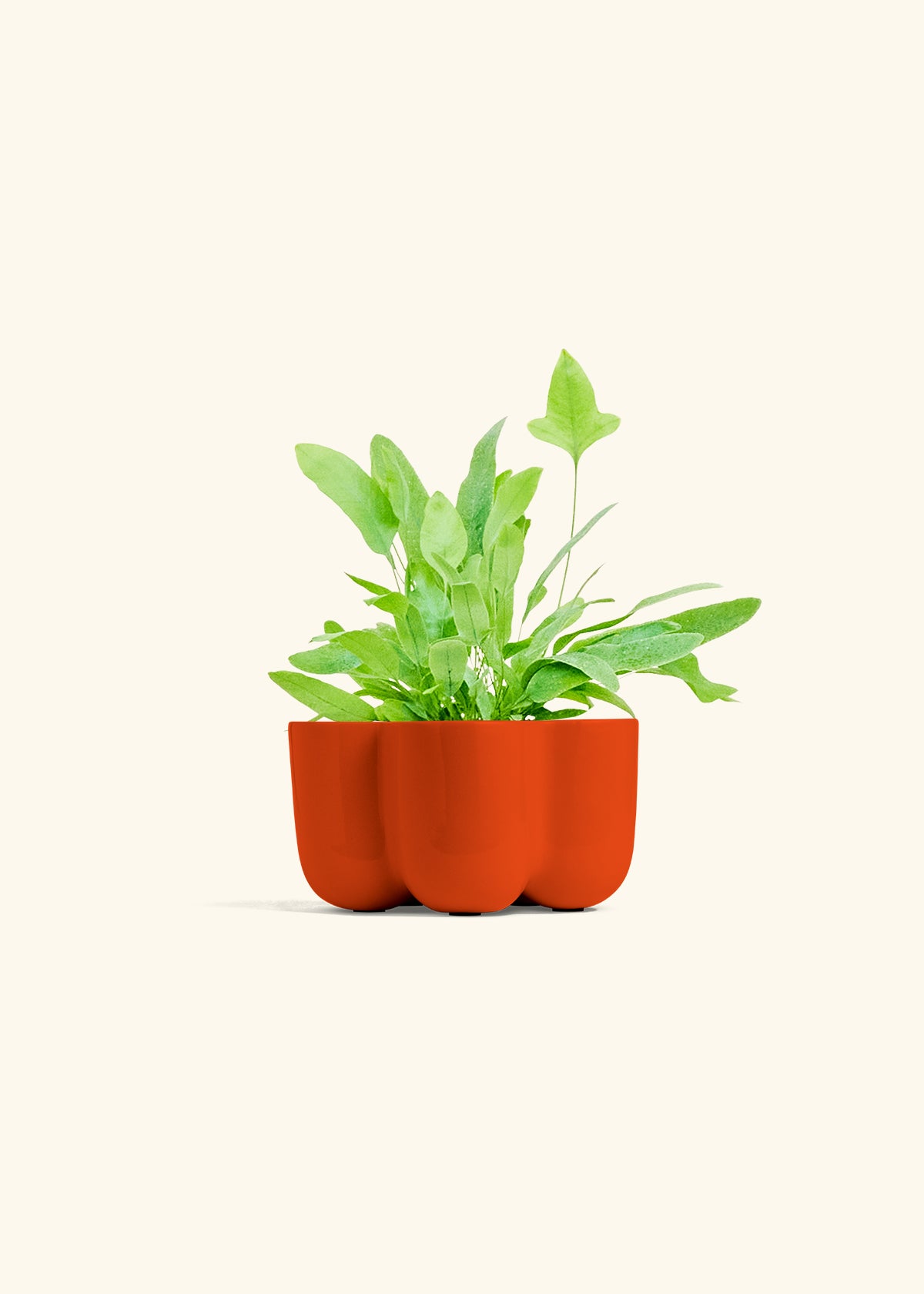 Blue Star Fern in a 4 inches in a Red Petal Planter