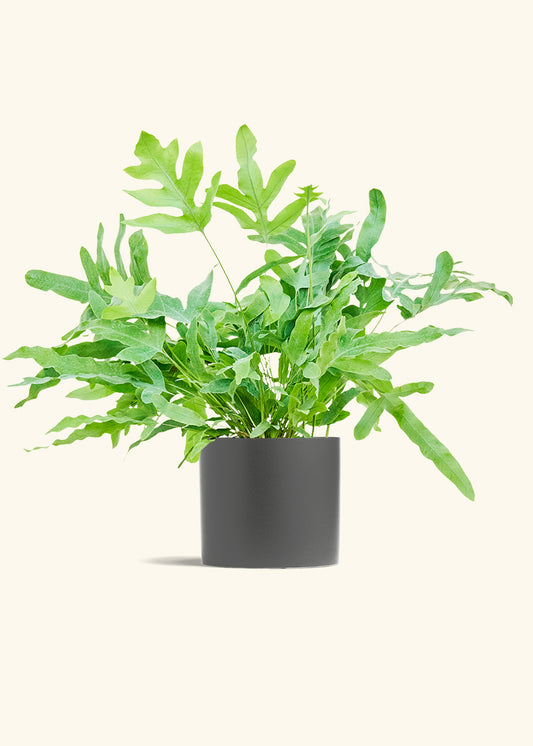 Blue Star Fern in a 6 inches Charcoal Classic Cylinder Planter 