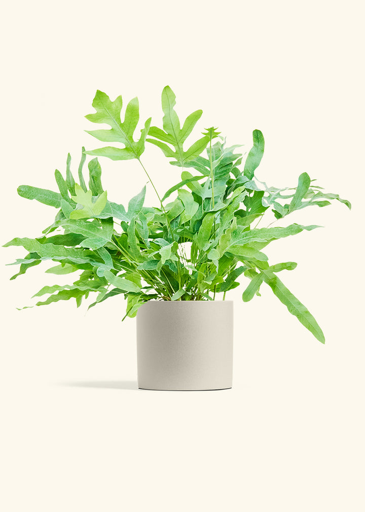 Blue Star Fern in a 6 inches Oat Classic Cylinder Planter 