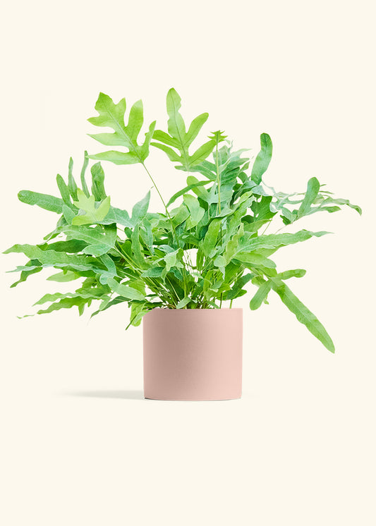 Blue Star Fern in a 6 inches Pink Classic Cylinder Planter 
