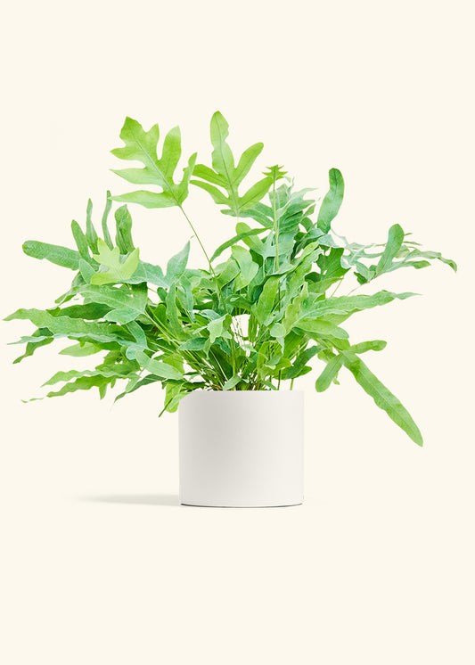 Blue Star Fern in a 6 inches White Classic Cylinder Planter 