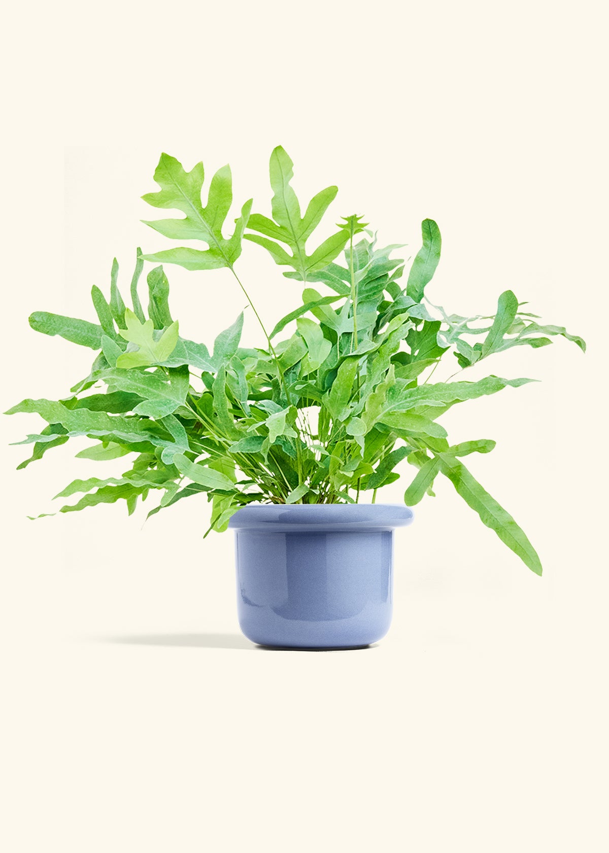 Blue Star Fern in a 6 inches Fat Lip Blue Planter 