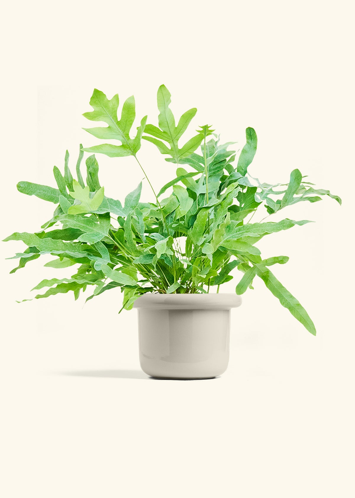 Blue Star Fern in a 6 inches Fat Lip Oat Planter 