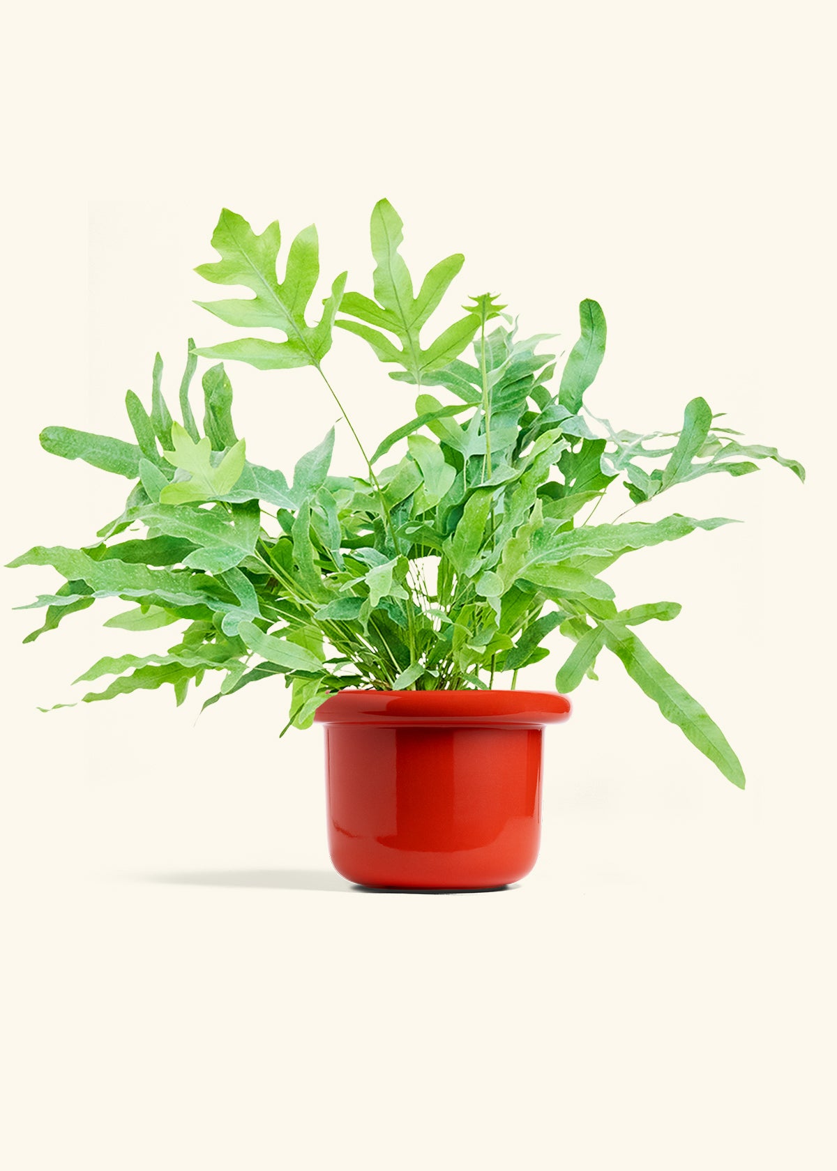 Blue Star Fern in a 6 inches Fat Lip Red Planter 