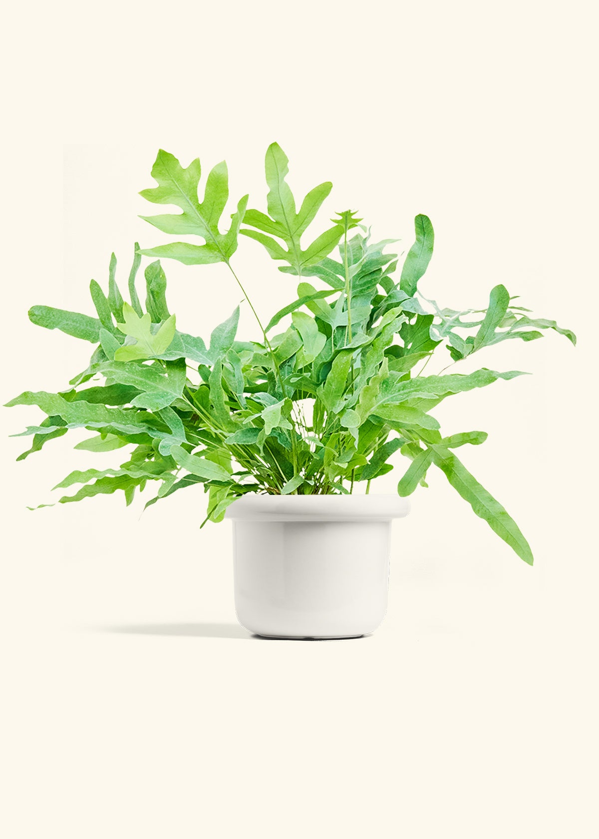 Blue Star Fern in a 6 inches Fat Lip White Planter 