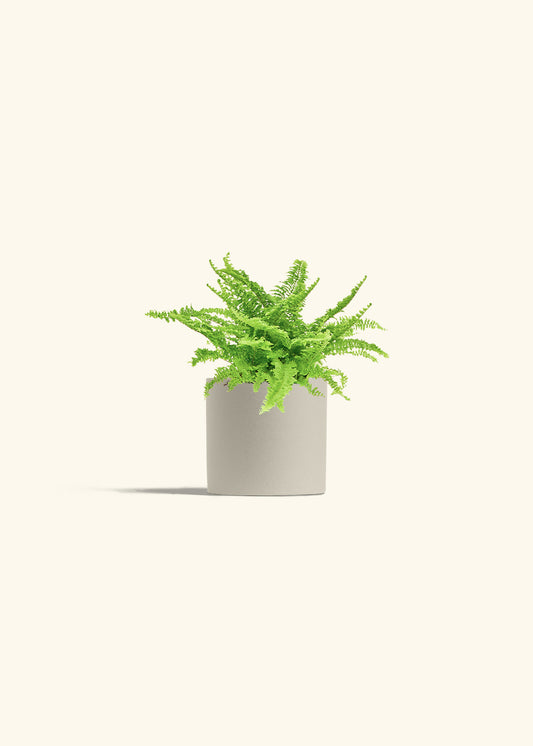 Boston Fern in a 4 inches Oat Classic Cylinder Planter in a Shamrock Petal Drip Tray