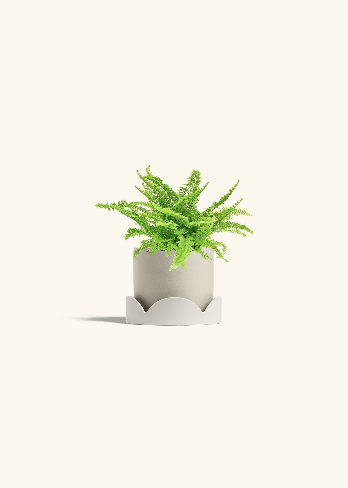 Boston Fern in a 4 inches Oat Classic Cylinder Planter in a Beech Wood Stand